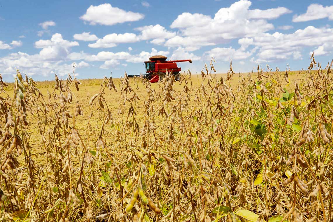 Soja: las próximas lluvias serán claves para el llenado del grano